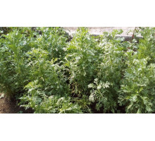 Shungiku Organic (150grams Pack) Shungiku Organic (150grams Pack)