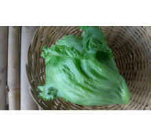 Lettuce Head Organic (300g) Lettuce Head Organic (300g)
