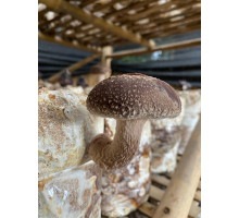 Shiitake (150Gr/Pack) Shiitake (150Gr/Pack)
