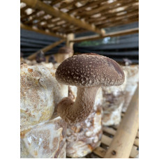 Shiitake (150Gr/Pack)