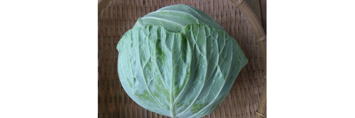 Cabbage