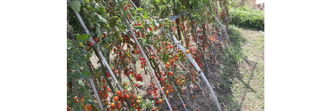 mini tomato