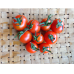 Stella Mini Tomato  Organic (250g/Pack)